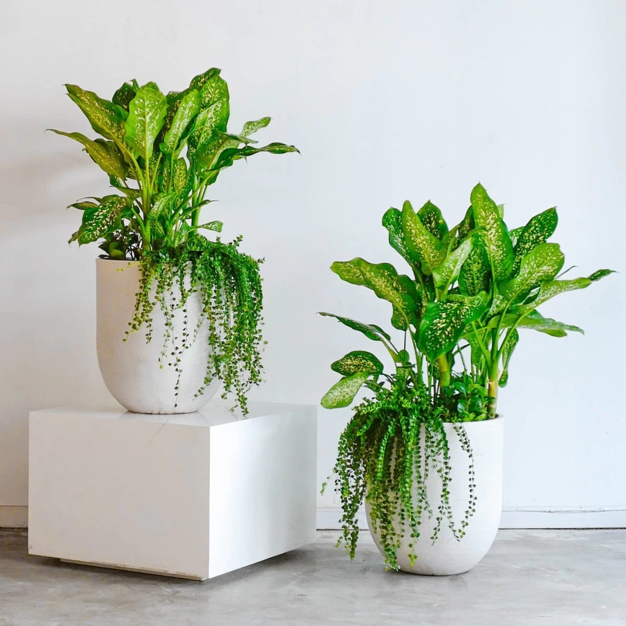 trang-tri-cau-thang-bang-cay-xanh-8-cach-bo-tri-dep-hop-phong-thuy-cho-nha-viet-2026%20(23)